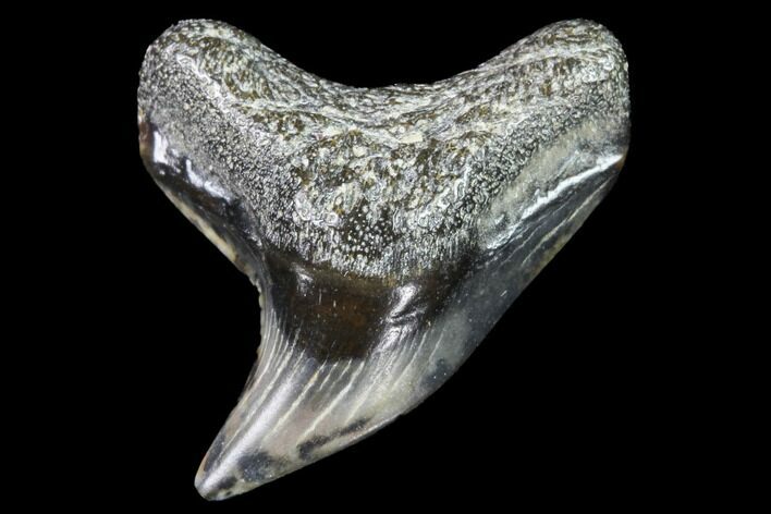 Colorful Fossil Tiger Shark (Galeocerdo) Tooth - Virginia #91843